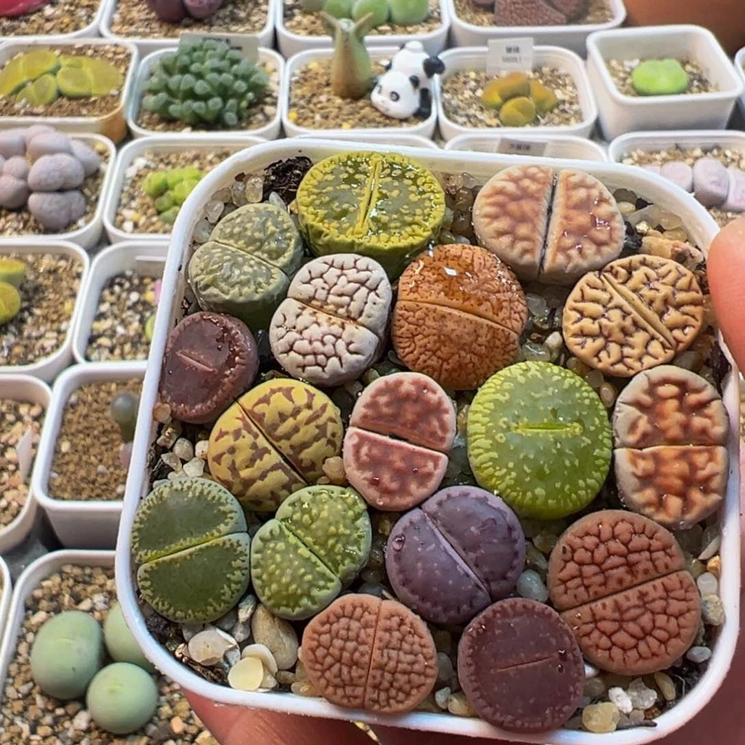 编号母本带盆多肉植物