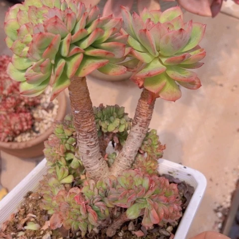 冰灿缀1645多肉植物