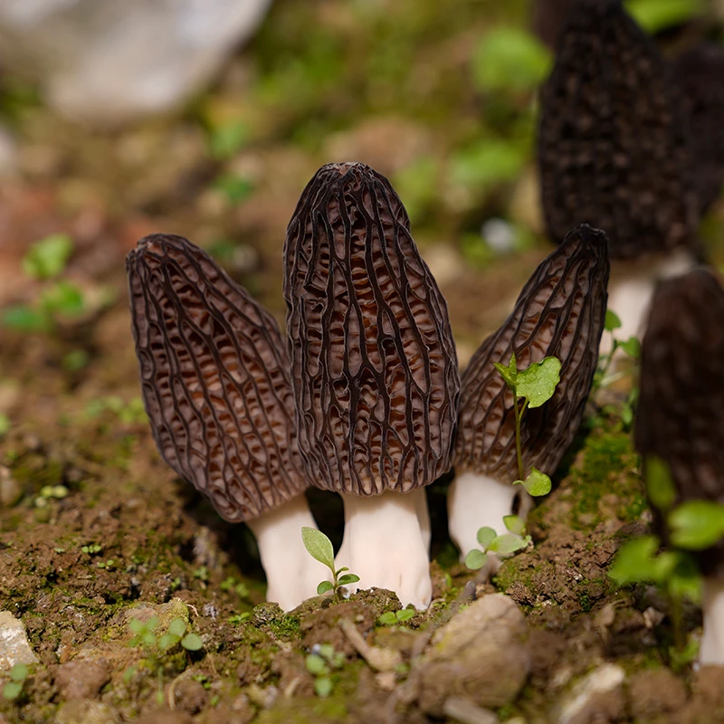 海伶山珍 | 青川羊肚菌3-5CM（小个头） 炖排骨/汤无硫熏