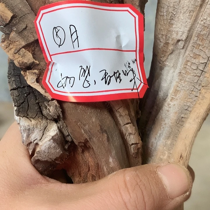 ⑤***月大叶紫檀（黑酸枝木类）