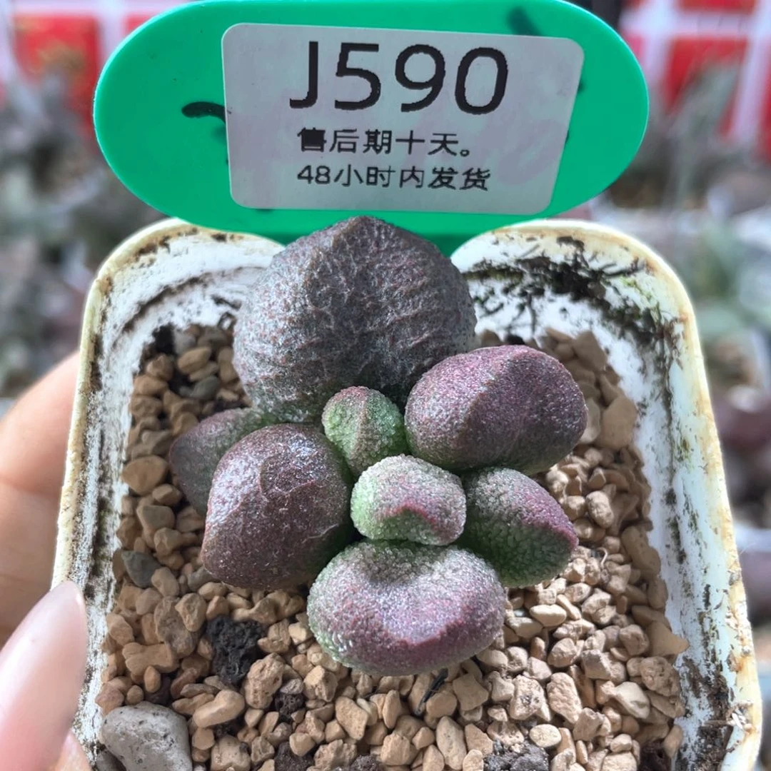 福利。       590。