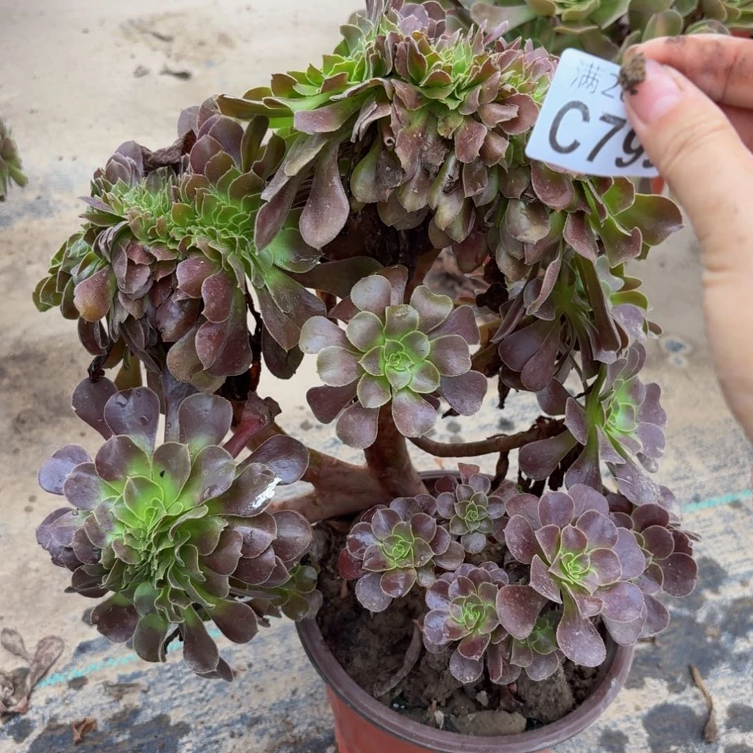 799多肉植物捧花的时候