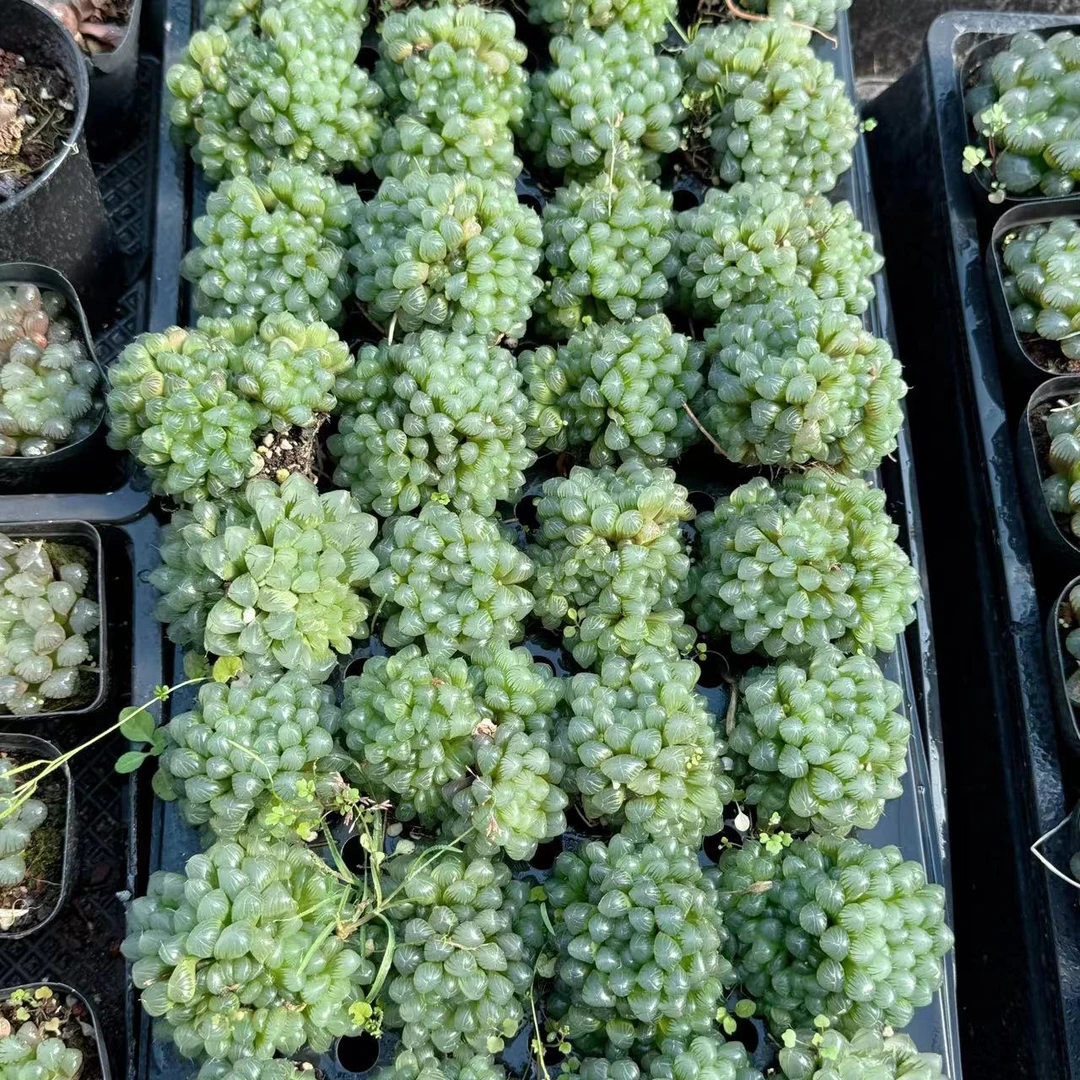 孙氏玉露玉露多肉植物一颗