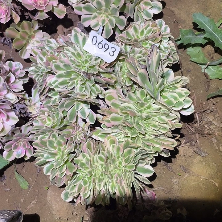 多肉植物法师693女巫缀