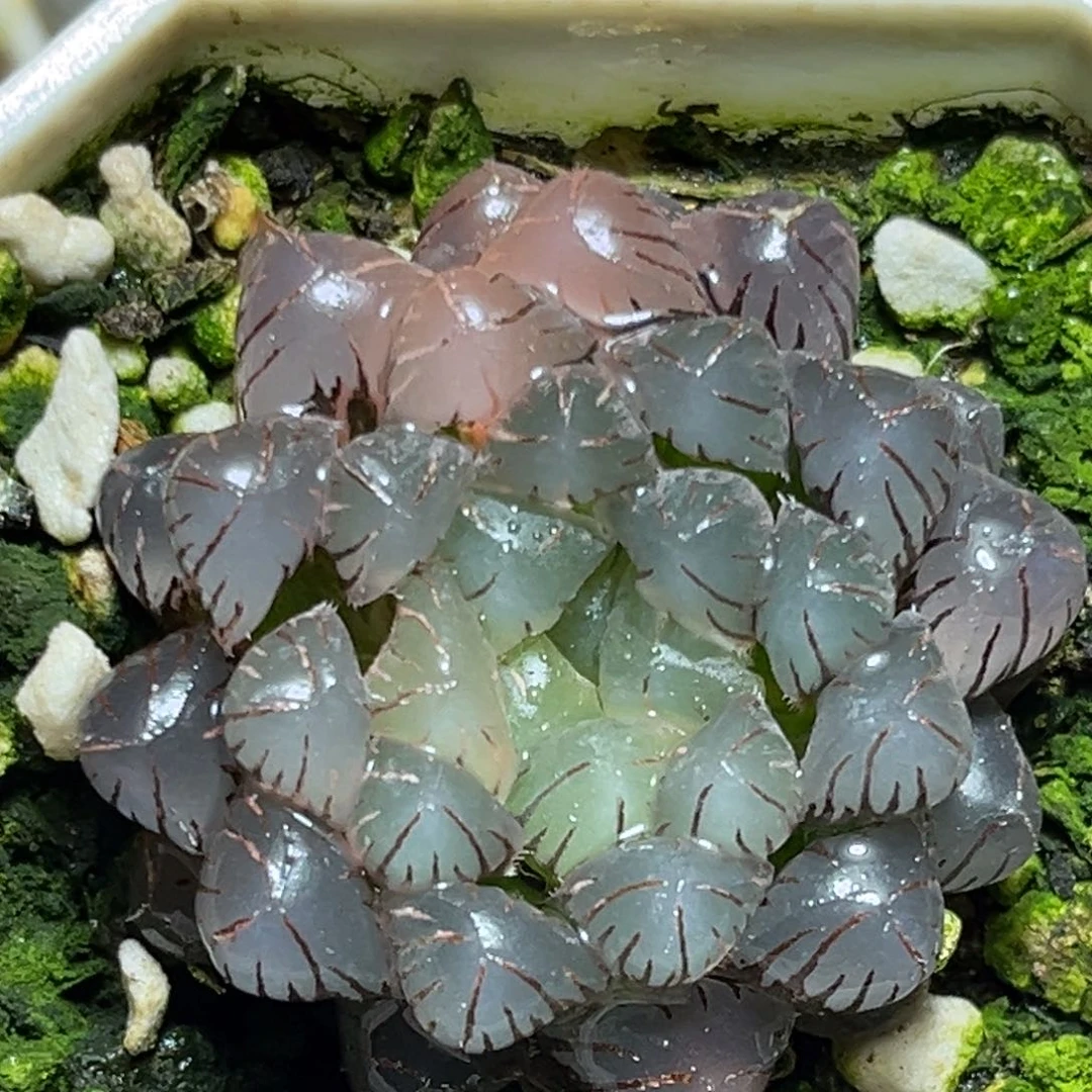 恭喜发财大吉大利0048