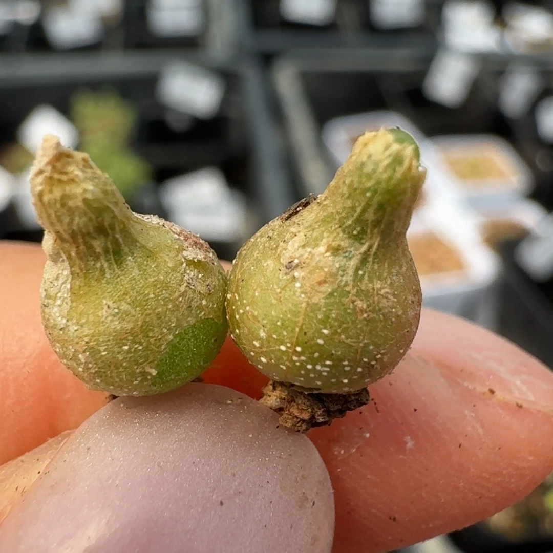 336两颗小葫芦568568755