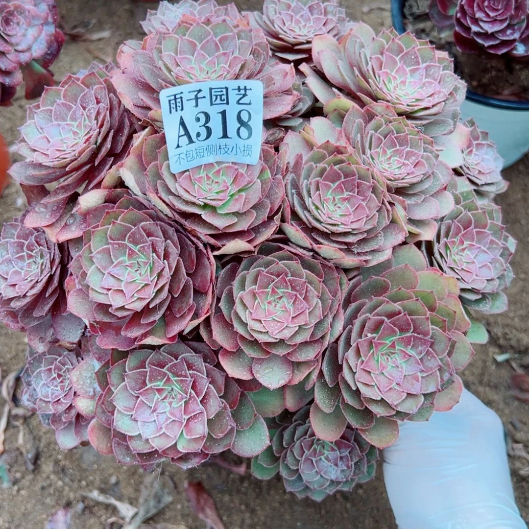 318红魔玫瑰尺寸30左右