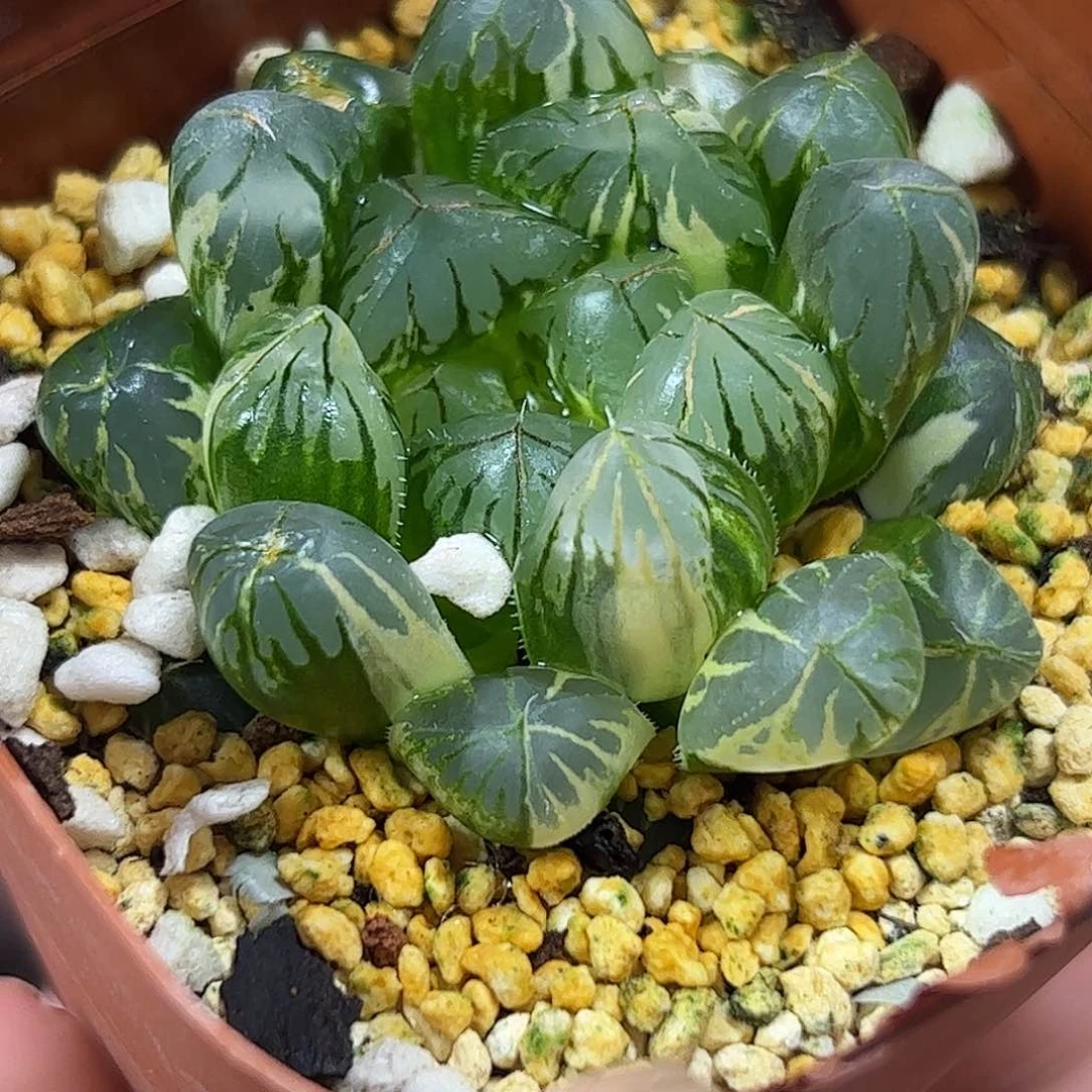 水晶灯锦红红火火恍恍惚惚
