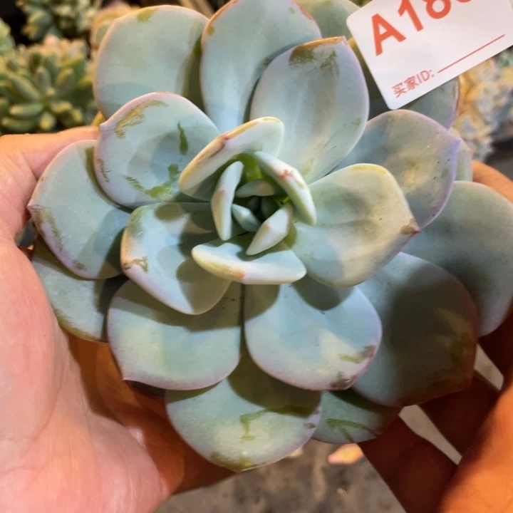 186 满20包邮脱土发货