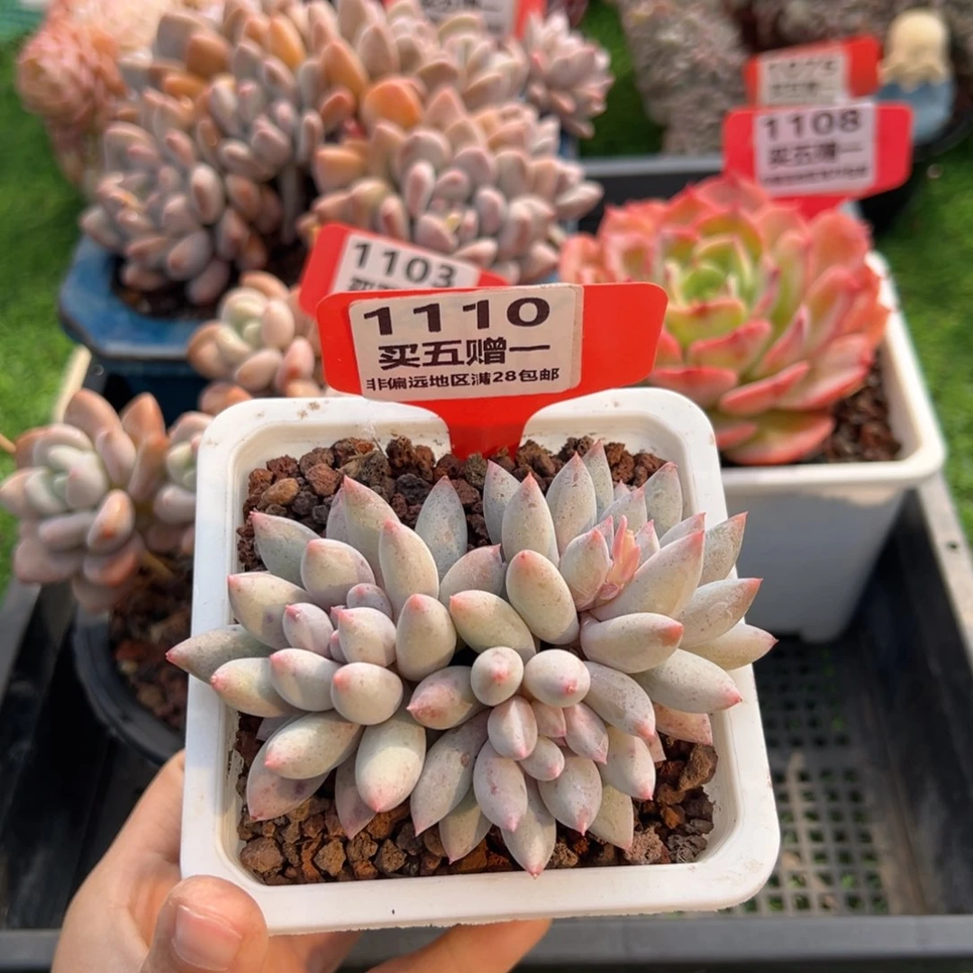 表妹精品多肉11110.