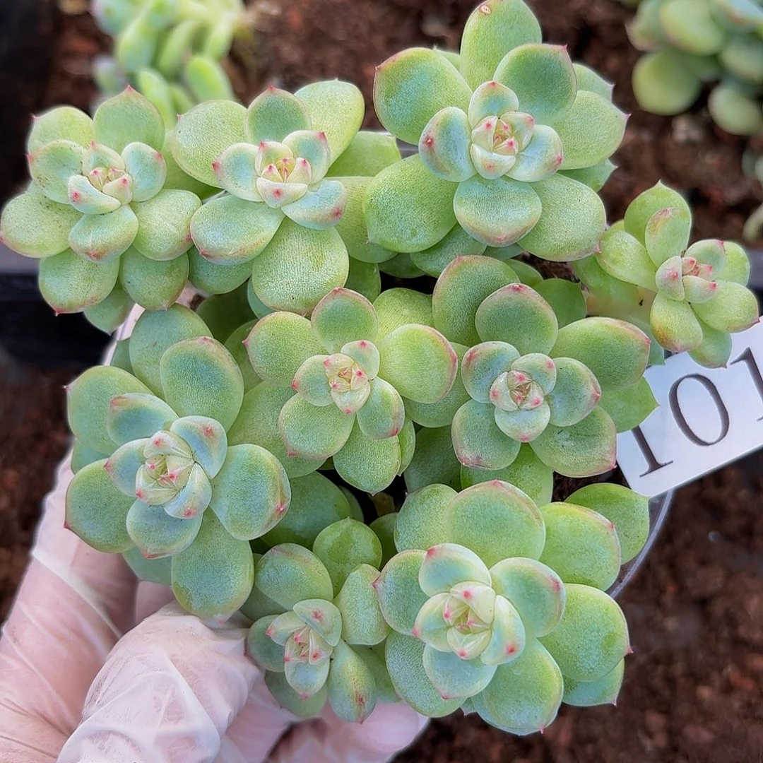 多肉植物多肉植物1013