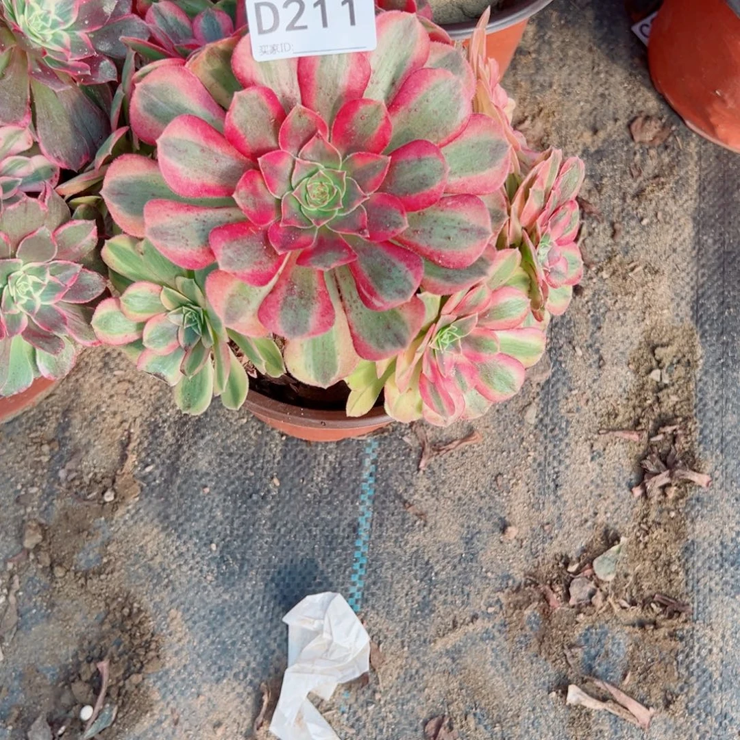 211雨荷多肉植物法师多肉