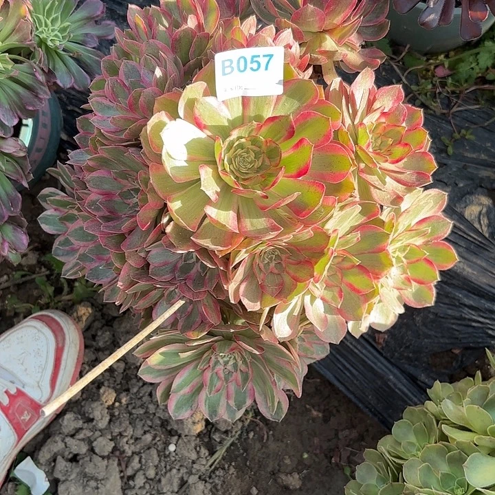 云荷8-33-057偏远不包邮