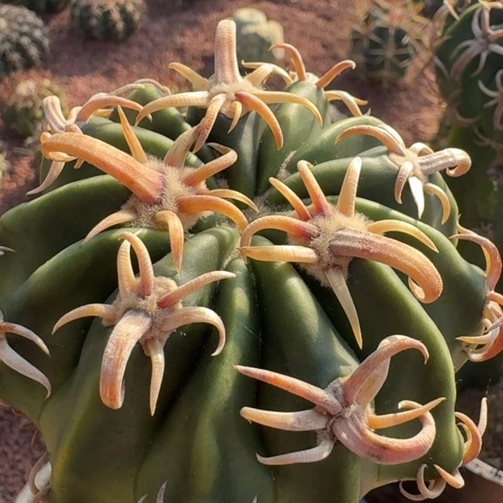 武藏凌波6666666666