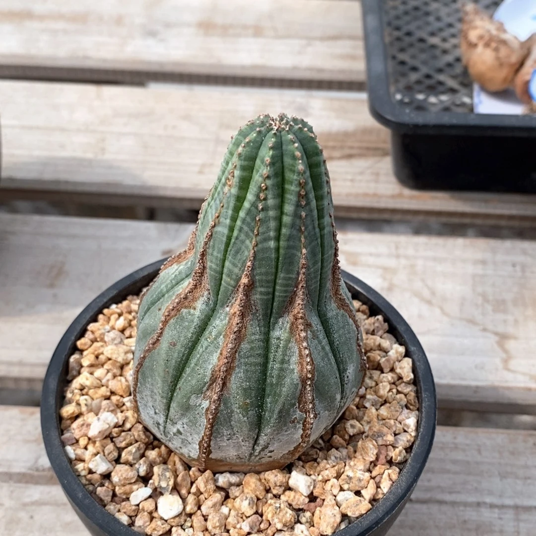 10 原产地布纹球 一物一拍