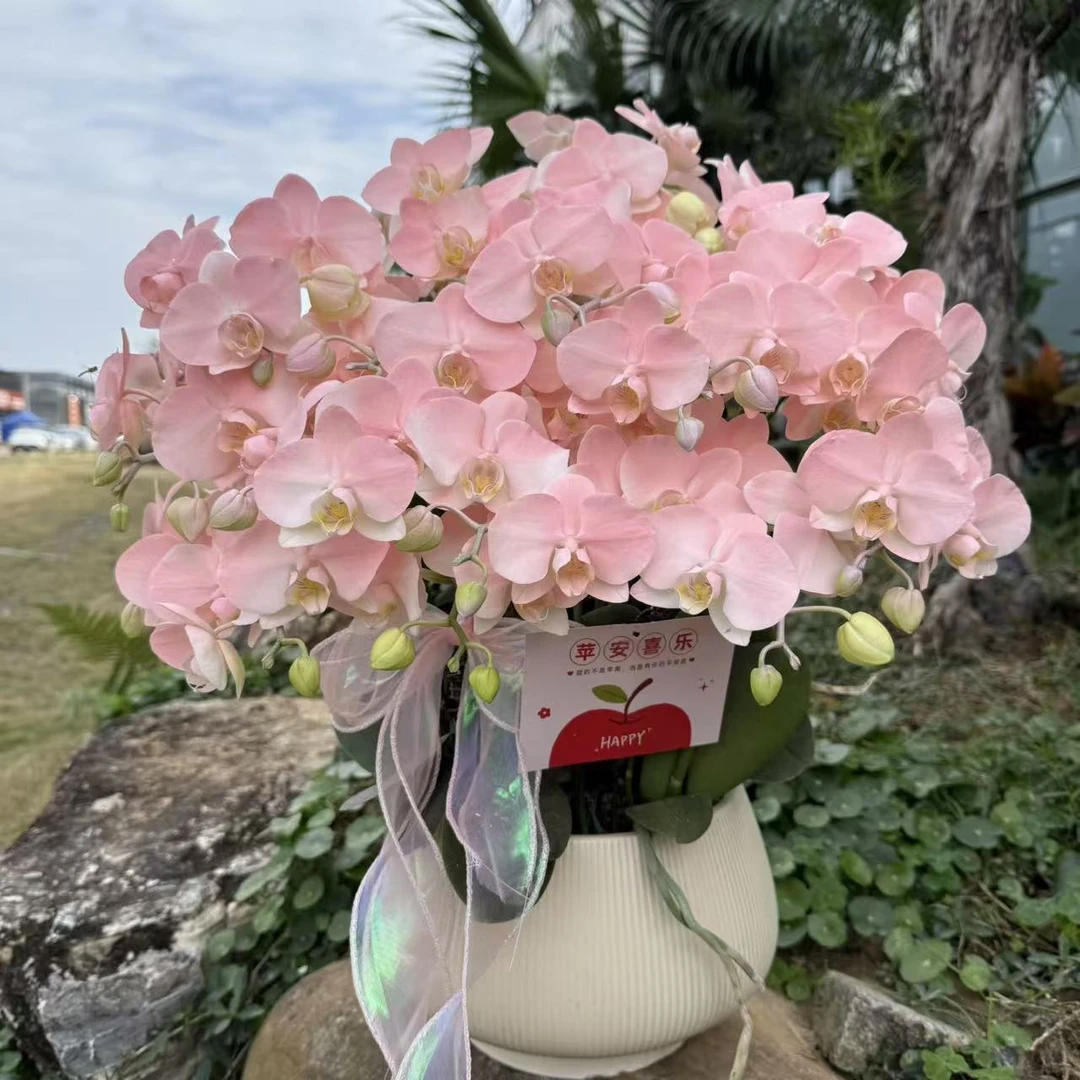 蝴蝶兰《水蜜桃》 小众品种 带香味梦幻色系爆款 特殊工艺植物上色