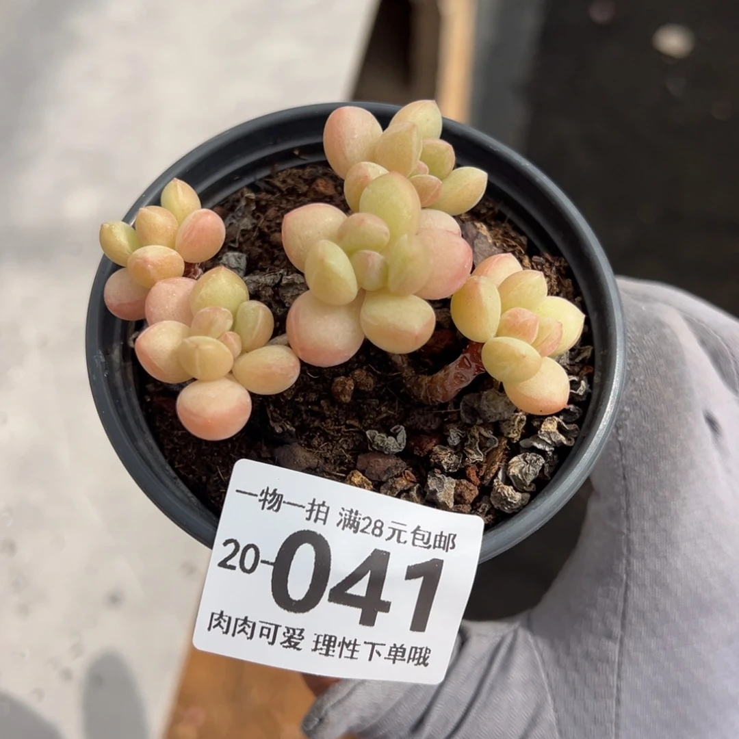 萤火虫奶虫多肉多肉多肉多肉