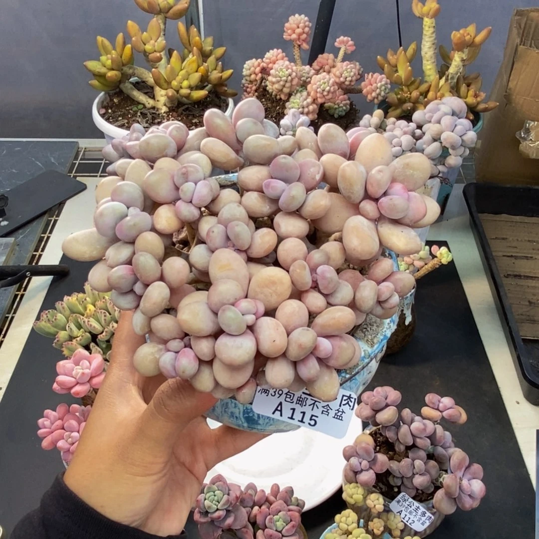 115糖果桃蛋多肉12cm