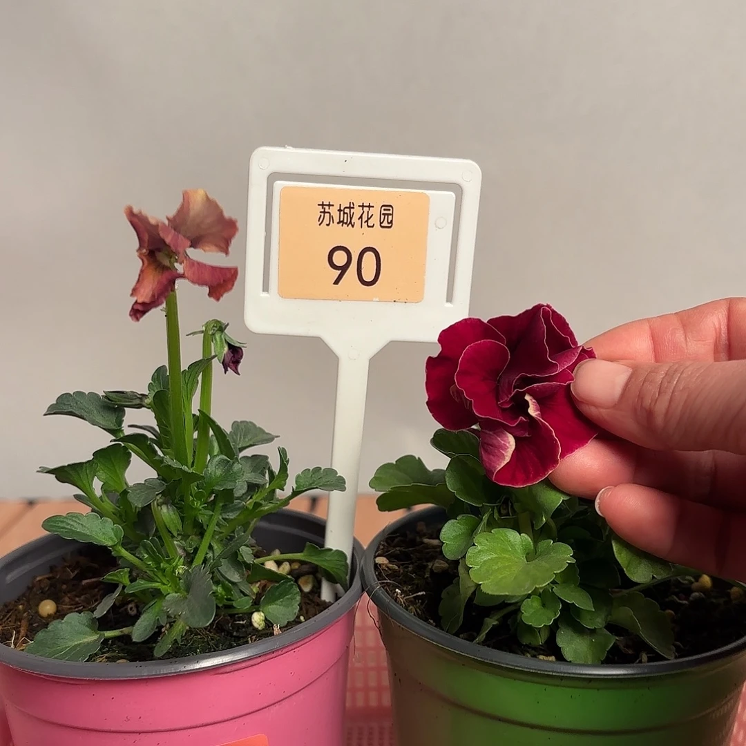 大部分开放少量花苞90