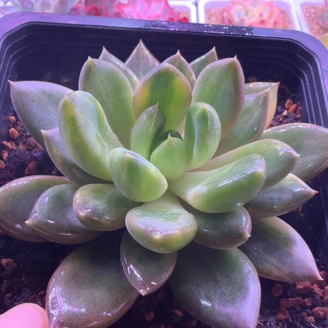 红象牙锦拉丝 多肉