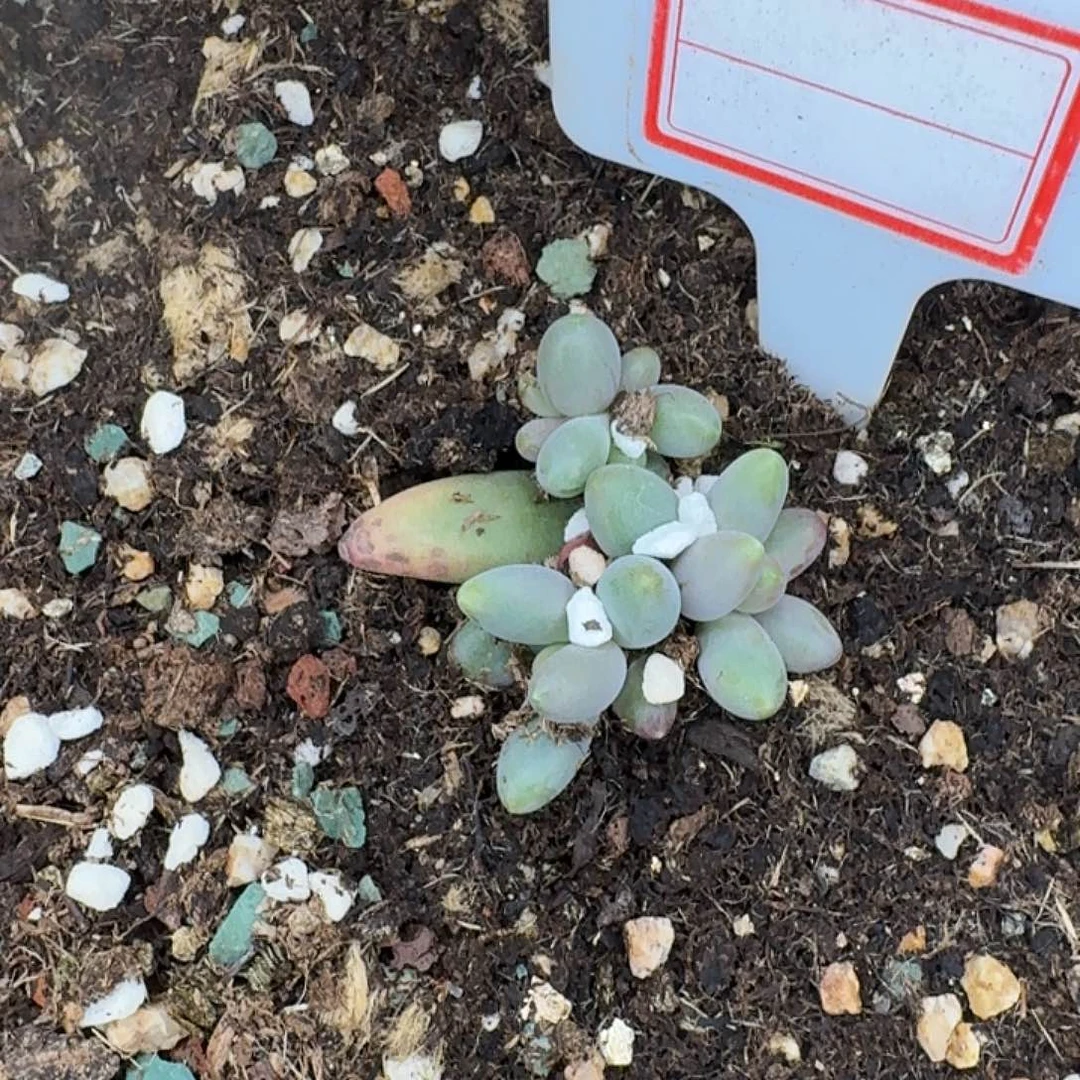 烟花多肉植物一颗开炸