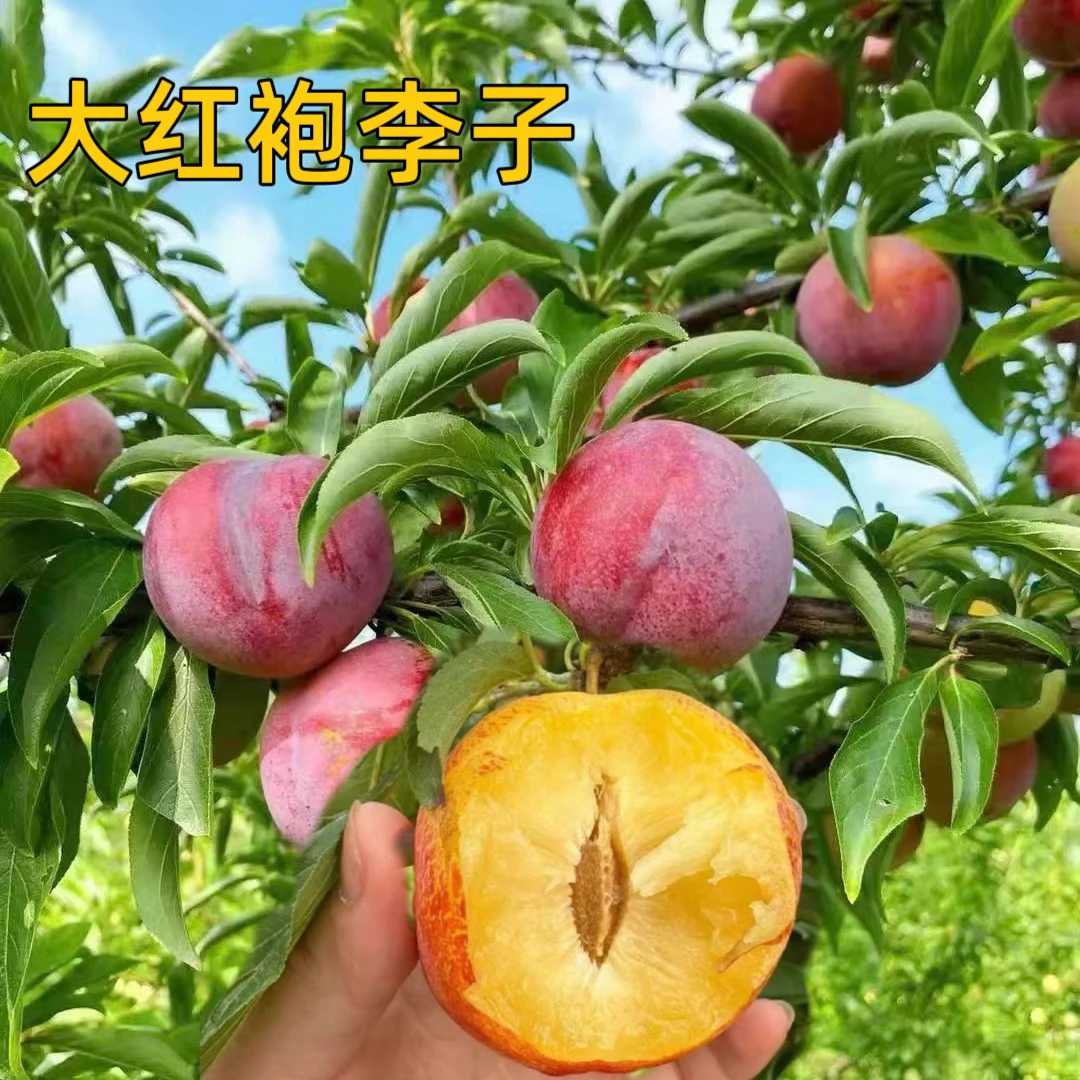 一物一拍（大红袍李）（西梅李）（蜂糖李）李子树苗果树苗南北方可种植