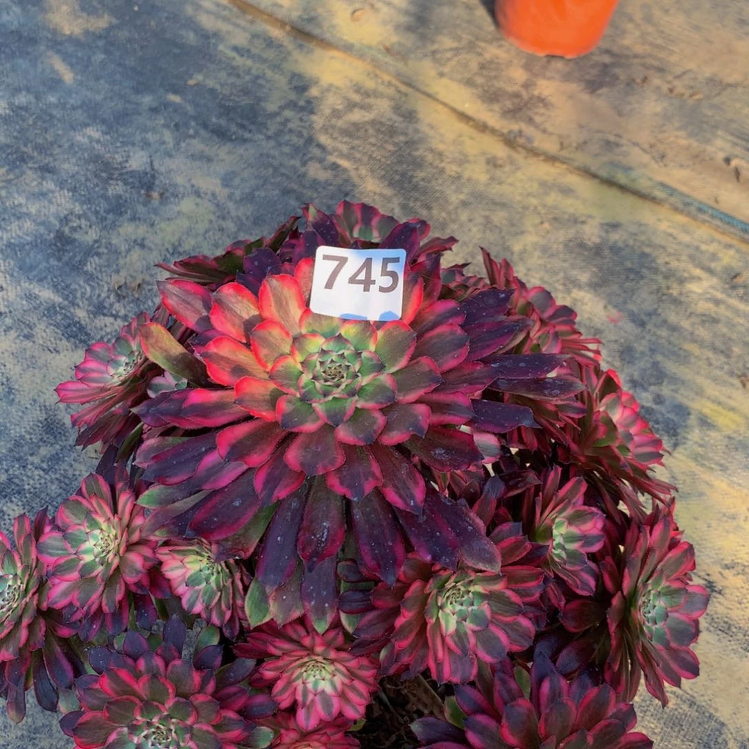 【闪购商品】匆*雪姬7450000000000