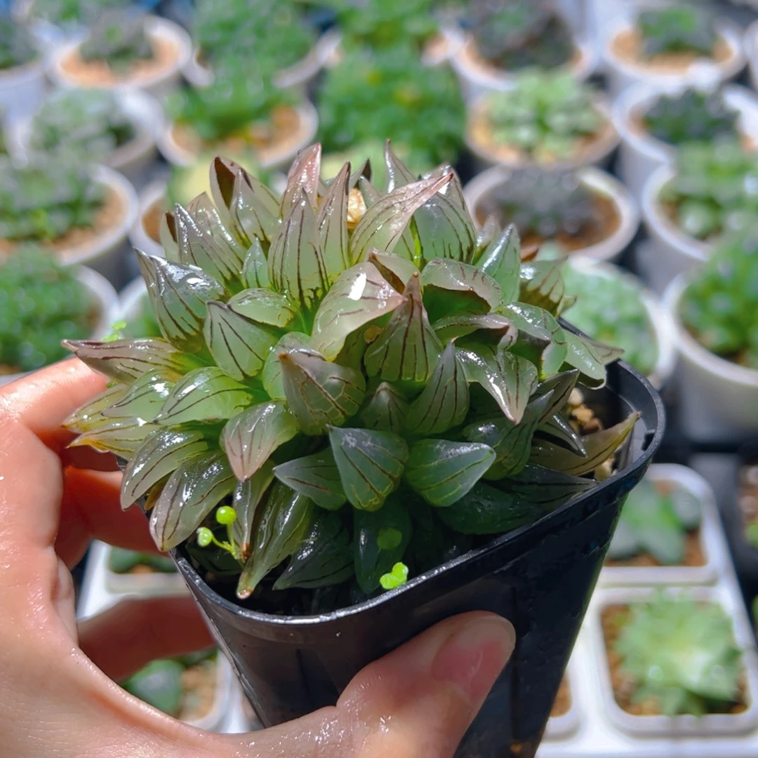 2026多肉植物一颗多肉