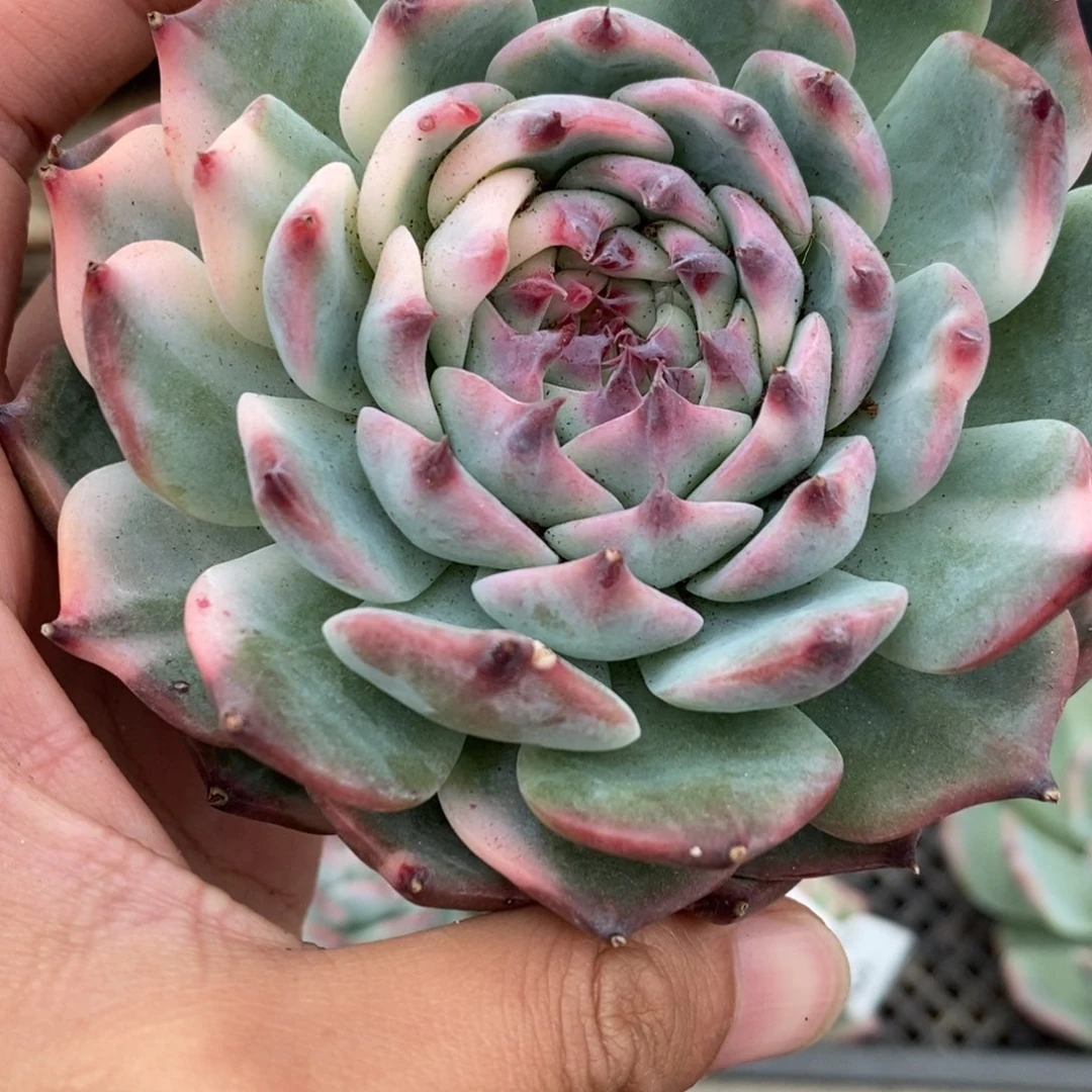 吉娃娃锦多肉植物A3592
