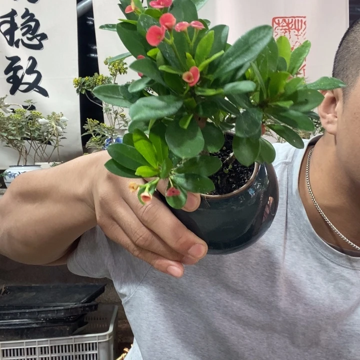 无花朵退款拉黑拉黑23