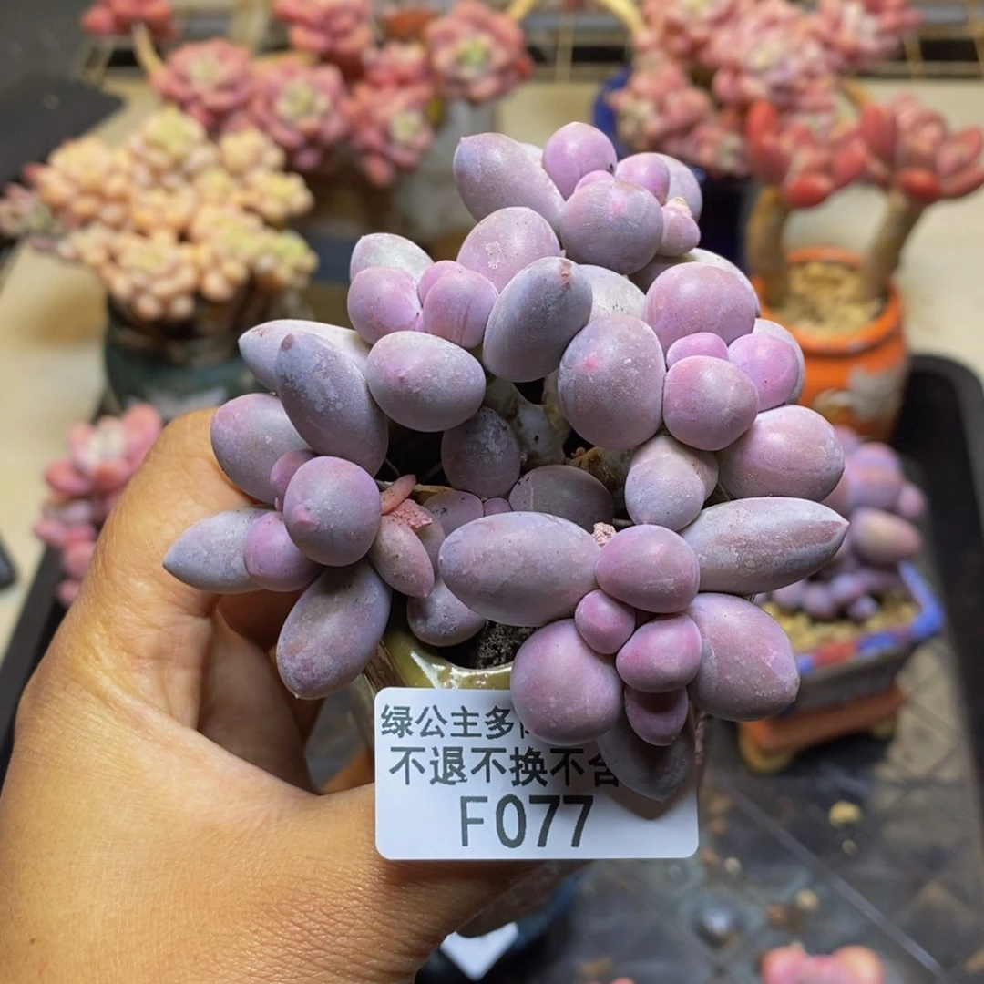 077香水手指奶多肉7cm