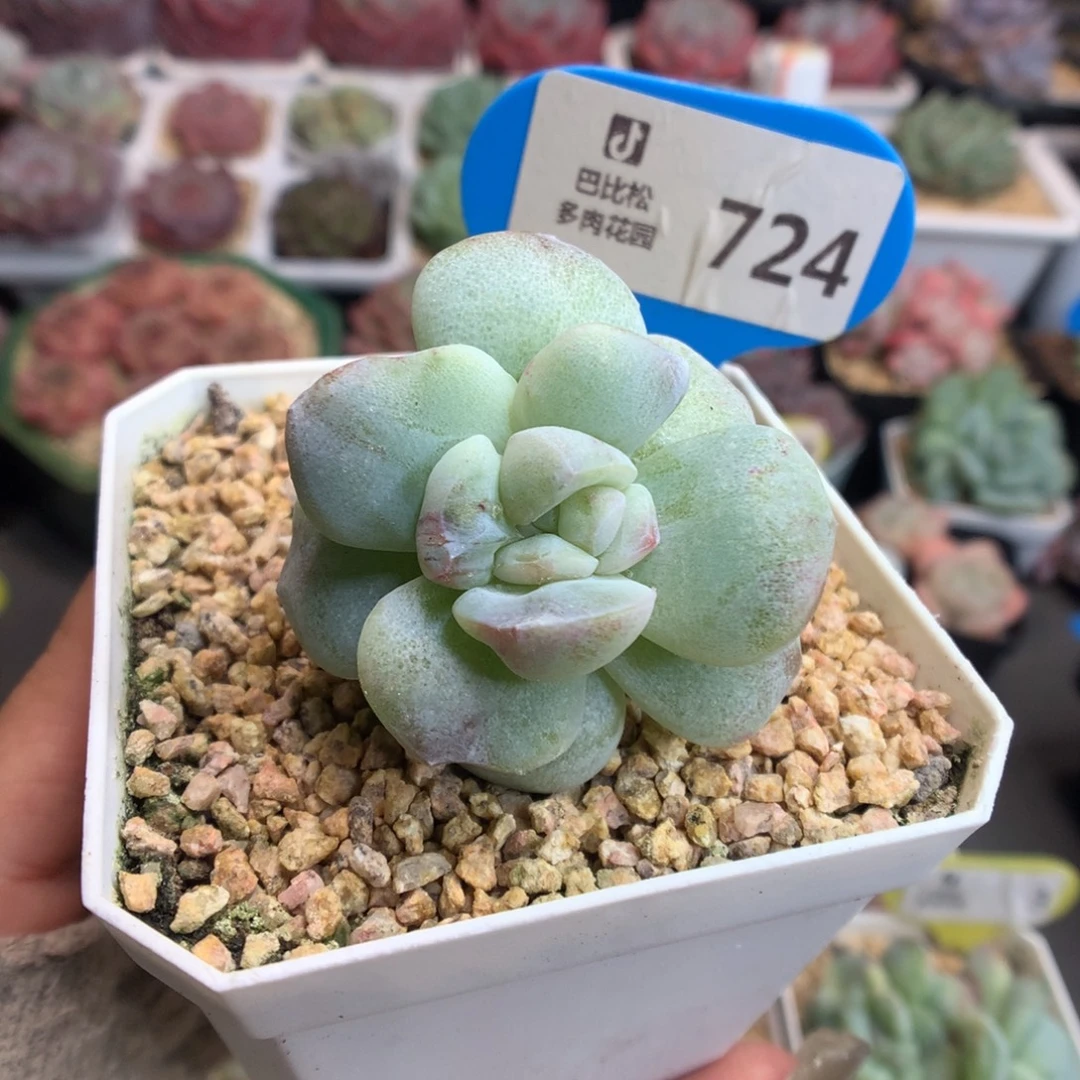 724双头冰玉石化多肉植物