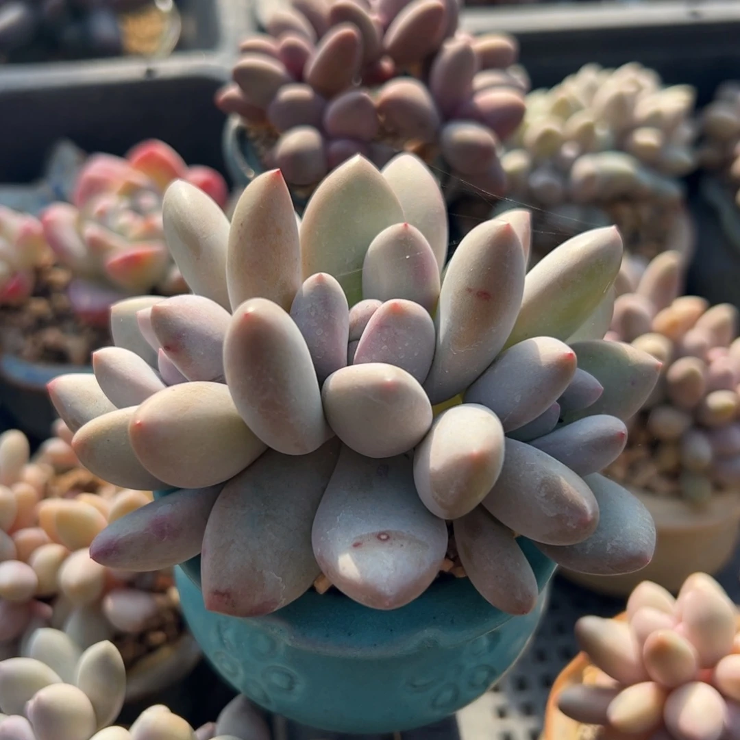 带盆子发货香水朵朵