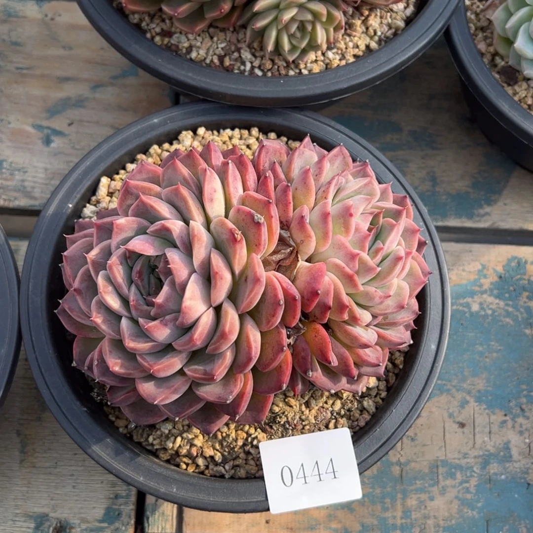 岚***10444多肉多多的地方