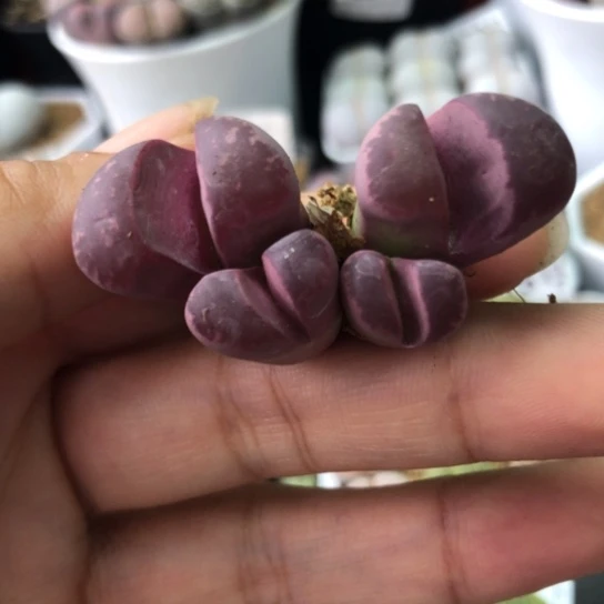 0128，小群如图一物一拍
