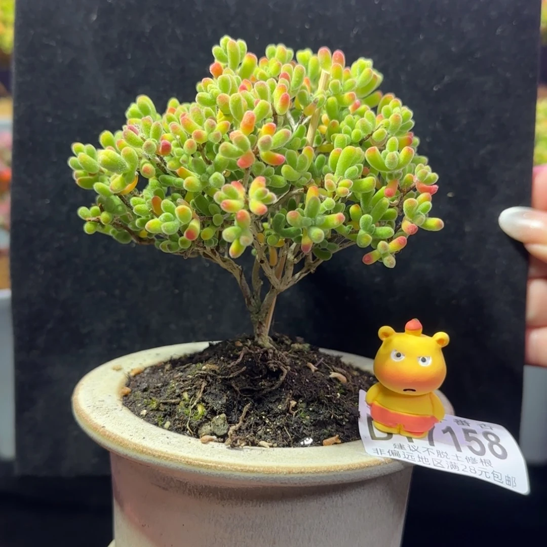 dy158小星星直杆冠幅8cm带盆