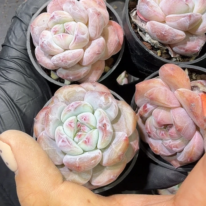 大***雨66 号到手1框江北多肉