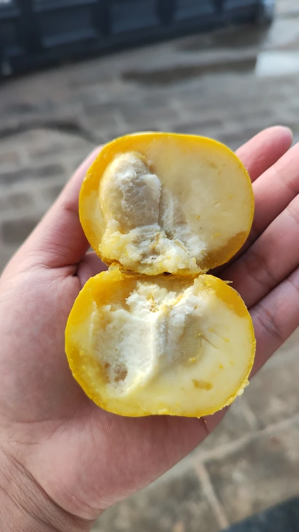 夏日必备！清甜可口的冰淇淋果白柿等你来尝