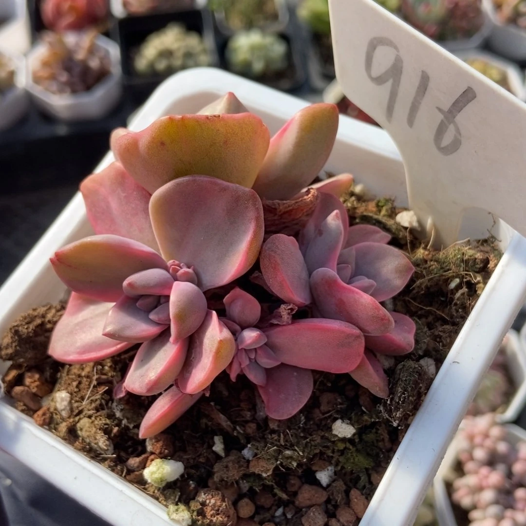 916彩虹糖锦多肉植物