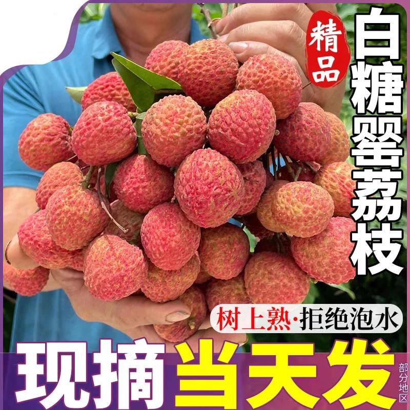 广东茂名高州白糖罂荔枝新鲜当季水果冷链包邮