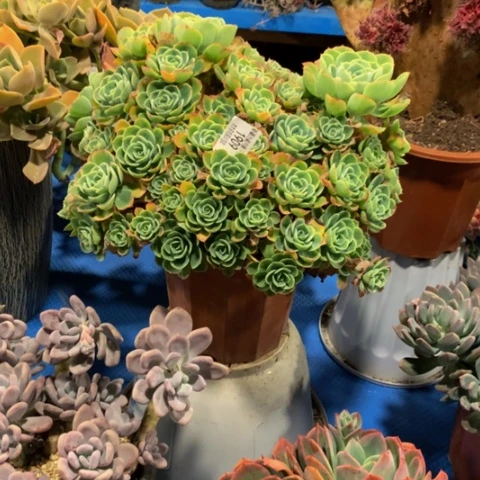 龙**世1909柠檬玫瑰多肉