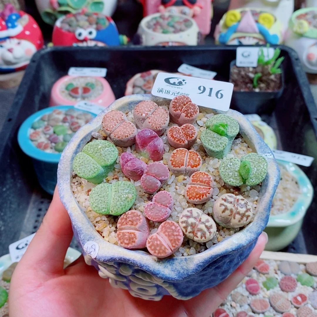 生石花花花花花花916