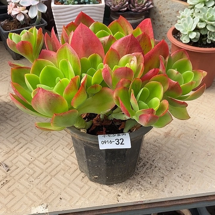 小七夕多肉红菱32