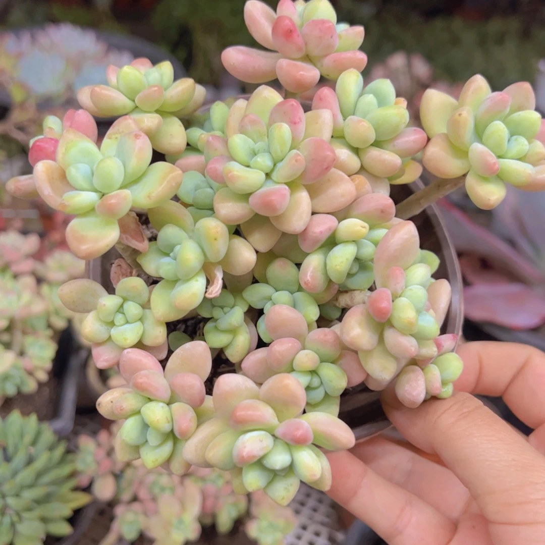 奶酪蛋糕整装，120杯