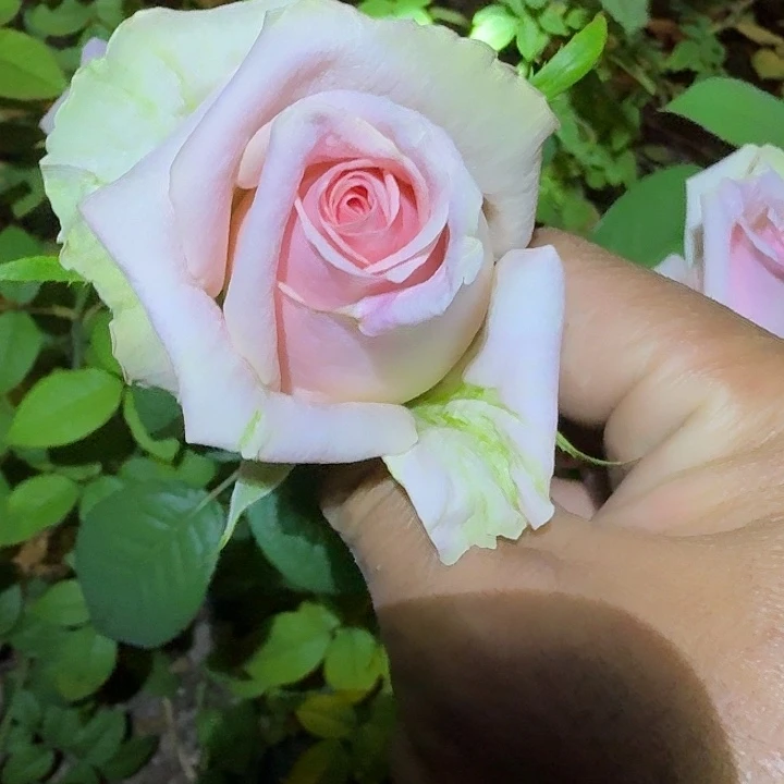无花朵甜蜜白云岩小苗