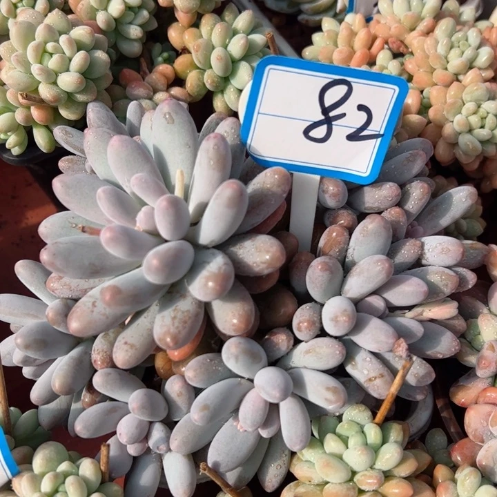 完全开放82汤元平平安安