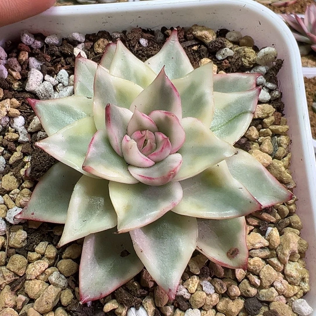 吉赛尔锦多肉植物