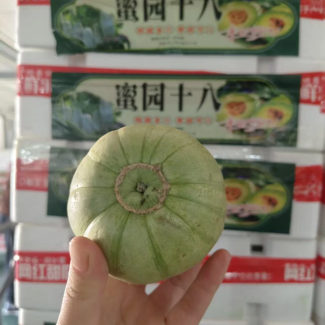 蜜园十八甜瓜一箱
