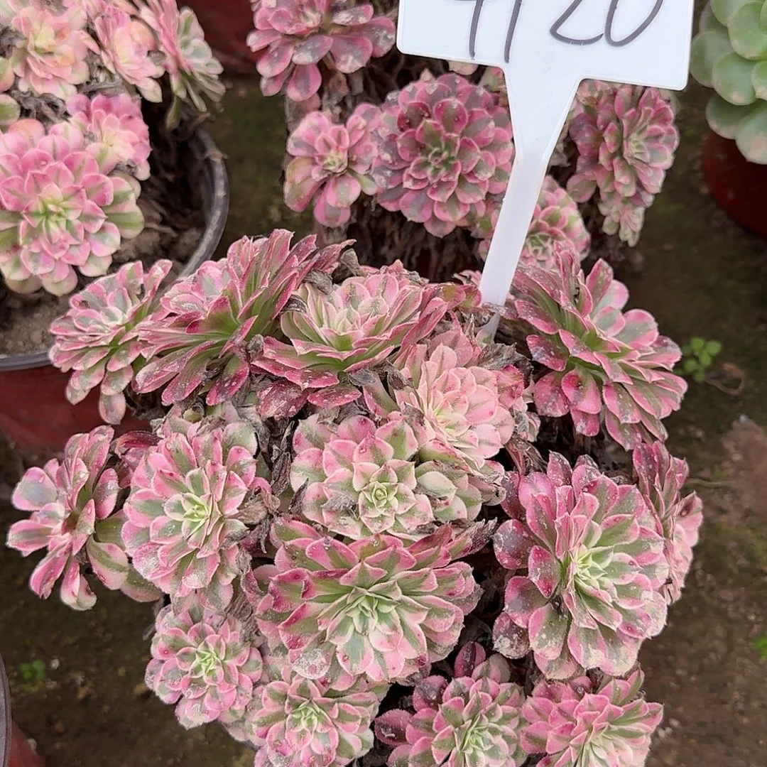 4120红铜壶多肉法师