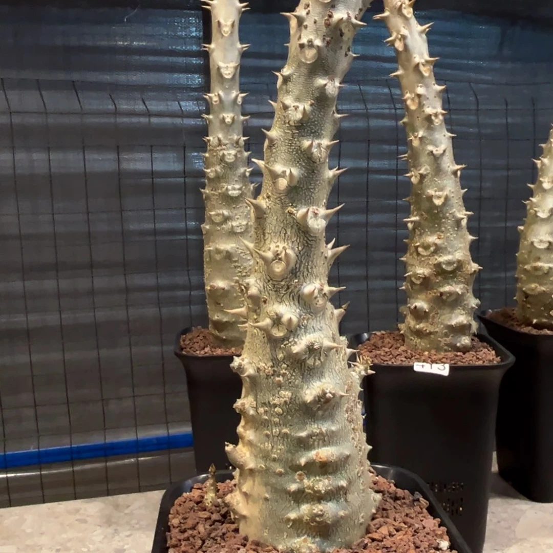 ?***?411巴士棒槌块根植物脱土发货